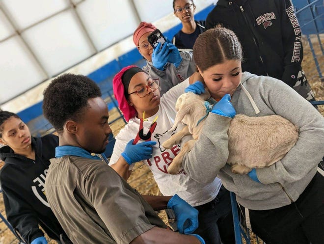 University of Maryland Eastern Shore pre-vet student Donovan Grady Jr. observing his classmate, Kaila Tyre-Castro, holding a goat on the campus's farm. The historically Black institution is developing a vet school on campus.