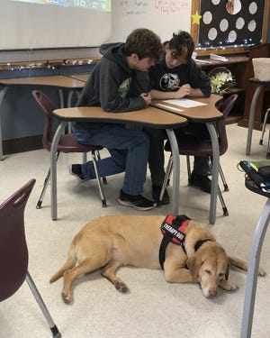 Millie, the therapy dog at Osage schools, spends her days in Ann Ott's classroom.