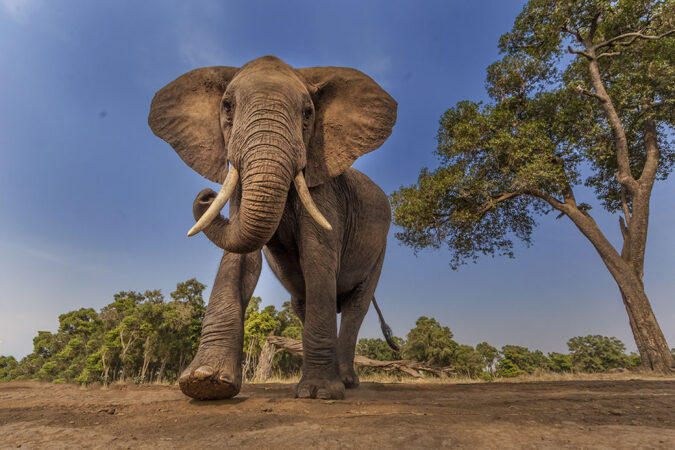 an African elephant in Kenya walking past a tree